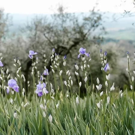 Agroturismo Cafaggio Primo Loro Ciuffenna