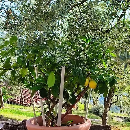 مزرعة للإقامة Cafaggio Primo