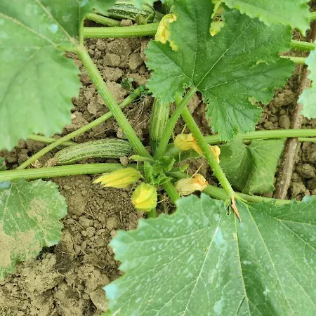 Cafaggio Primo Gospodarstwo agroturystyczne *