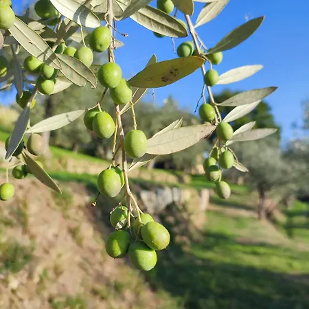 Cafaggio Primo
