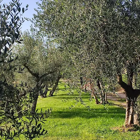 Cafaggio Primo